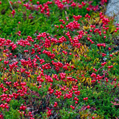 Thickets of Swedish Dogwood, Cornus suecica, in the tundra in northern Russia.