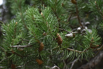 The green pine tree with the pine cones in Sapporo Japan