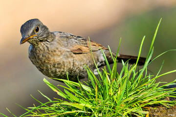 Blackbird, Turdus merula, Forest Pond, Mediterranean Forest, Castile and Leon, Spain, Europe