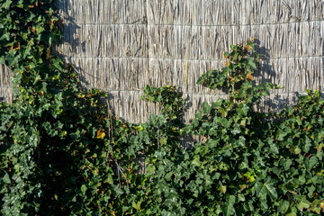 Ivy plants on a reed fence