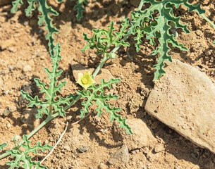 yellow flower of an inedible desert watermelon plant Citrullus colocynthis growing in a sandy stream bed in the makhtesh ramon crater in israel