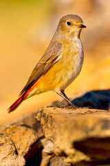 Female Redstart, Phoenicurus phoenicurus, Mediterranean Forest, Castile and Leon, Spain, Europe