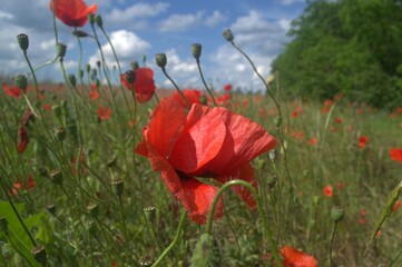 red poppy field