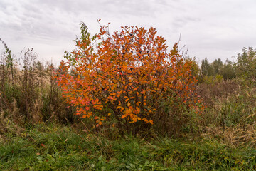 Kolorowe drzewa w jesiennym ogrodzie