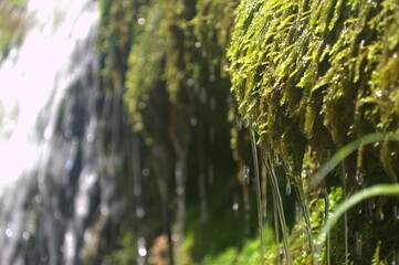rain drops on the tree