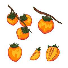 Vector doodle set of Persimmon. Hand drawn persimmon fruit illustration isolated on white background. Food icon