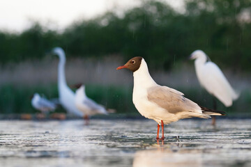 Kokmeeuw, Common Black-headed Gull, Croicocephalus ridibundus