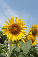 sunflowers in the field