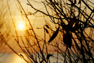 sunset in the bushes over the sea