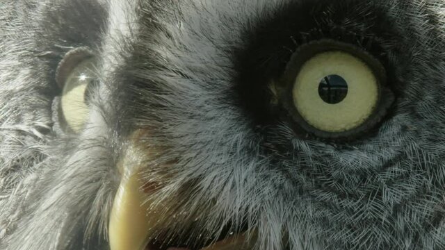 EXTREME CLOSE UP Great Grey Owl gular fluttering to cool down