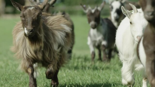 CLOSE UP Beautiful and funny 60fps slow motion of Pygmy goats running