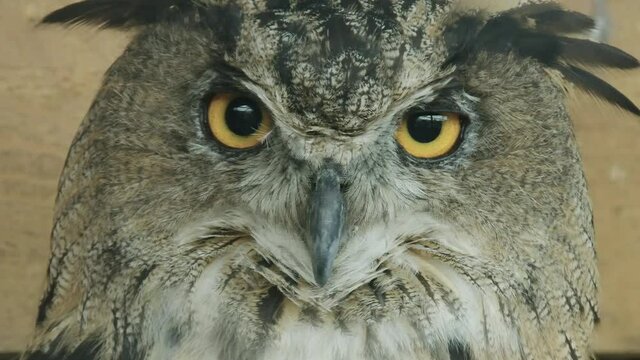 EXTREME CLOSE UP Eurasian Eagle owl looking straight into the lens