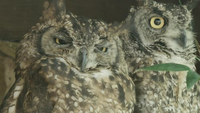EXTREME CLOSE UP, Spotted Eagle owls turn to look directly at the camera
