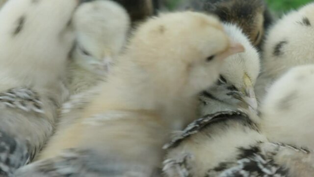 CLOSE UP, Bantam chicks tussling for food and warmth