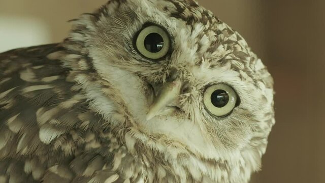 CLOSE UP Burrowing Owl turning towards the camera with an intense stare