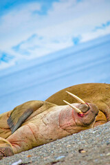 Resting Walrus, Odobenus rosmarus, Arctic, Svalbard, Norway, Europe