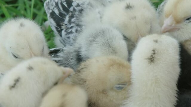 CLOSE UP, Bantam chicks huddle together to keep warm