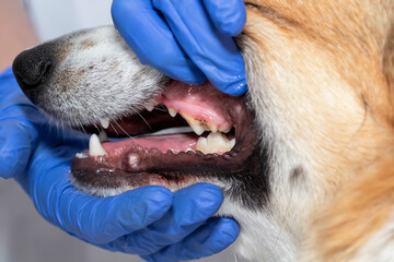 veterinarian examines the dog's bad teeth opening its mouth