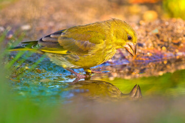 Greenfinch, Carduelis chloris, Forest Pond, Mediterranean Forest, Castile and Leon, Spain, Europe