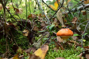 Red mushroom amanita toxic, also called panther cap. False blusher amanita mushroom in the forest against the background of green vegetation