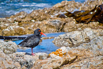 African Black Oystercatcher, Haematopus moquini, Walker Bay Nature Reserve, Gansbaai, Western Cape,...