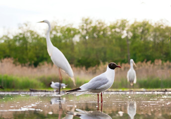 Kokmeeuw, Common Black-headed Gull, Croicocephalus ridibundus