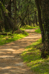 Fototapeta premium 日本 佐賀県唐津市、日本三大松原の一つで特別名勝の虹の松原