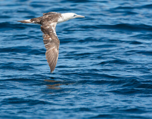 Northern Gannet, Morus bassanus