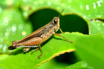 Tropical Grasshopper, Maquipucuna Cloud Forest Reserve, Pichincha Province, Ecuador, America