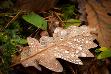 A brown oak leaf with water droplets