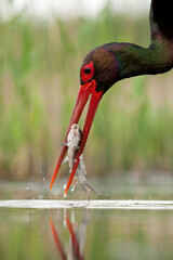 Zwarte Ooievaar, Black Stork, Ciconia nigra