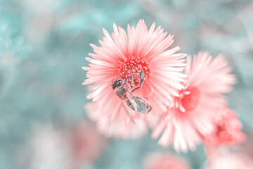 Honey bee, working bees, flower