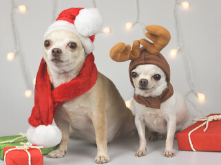 two chihuahua dog wearing Santa costume and reindeer costume sitting with red and green gift boxes...