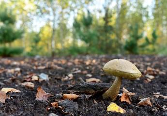 Edible brown cap boletus grows in the ground among fallen birch leaves in the fall season. Awesome fungus aspen mushroom in the forest in of sunbeams. Season for picked gourmet mushrooming