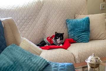 Gato negro tumbado en un sofá 