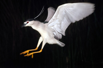 Kwak, Black-crowned Night Heron, Nycticorax nycticorax