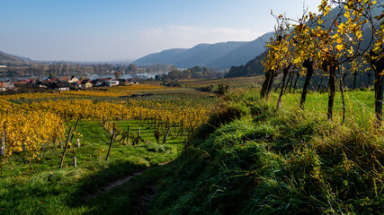 Obraz premium Wachau valley on a sunny day in autumn