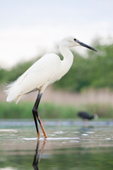 Kleine Zilverreiger, Little Egret, Egretta garzetta
