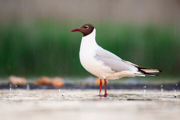 Kokmeeuw, Common Black-headed Gull, Croicocephalus ridibundus