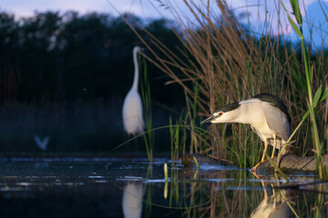 Kwak, Black-crowned Night Heron, Nycticorax nycticorax