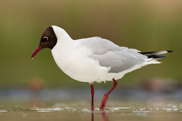Kokmeeuw, Common Black-headed Gull, Croicocephalus ridibundus