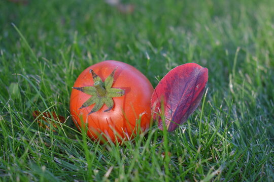 red tomoto with leaf and ladybug