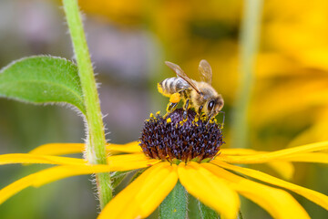 Bee - Apis mellifera - pollinates Rudbeckia fulgida