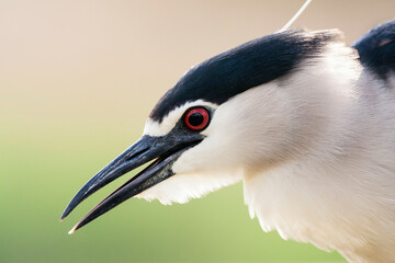 Kwak, Black-crowned Night Heron, Nycticorax nycticorax