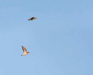 Long-toed Stint, Calidris subminuta