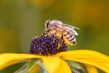 Bee - Apis mellifera - pollinates Rudbeckia fulgida