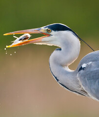 Blauwe Reiger, Grey Heron, Ardea cinerea