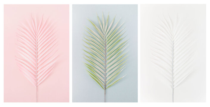 Palm leaves of various pastel colors. Minimalistic composition. Creative poster