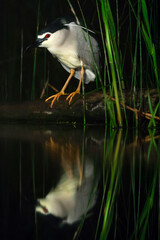 Kwak, Black-crowned Night Heron, Nycticorax nycticorax
