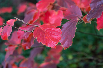 Japanese autumn garden, colorful leafs